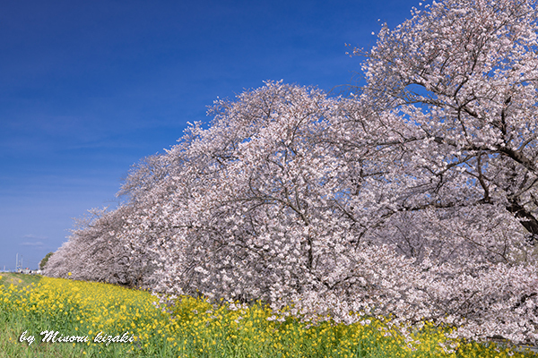 DSC_3147.jpg