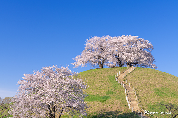 sakura02.jpg